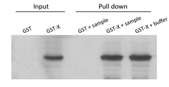 GST-pull down外包實驗服務結果分析