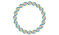 人工環(huán)狀 RNA 可繞過細(xì)胞抗病毒反應(yīng)