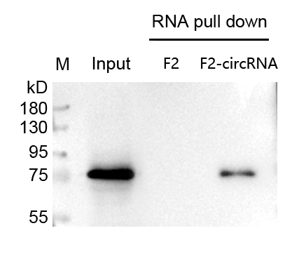 1689558828167780.jpg circRNA pull down wb檢測(cè)圖.jpg