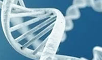 研究人員確定了參與DNA修復機制的關鍵因素