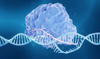 研究人員引入CRISPR介導的基因組和癌癥粉碎作為治療復發(fā)性膠質(zhì)瘤的概念范例