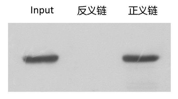 輝駿生物miRNA pull down WB檢測圖（陽性）.jpg
