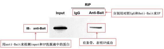 誘餌蛋白Western blot檢測結果圖.jpg