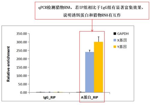 RIP組相對于IgG組的富集圖.jpg