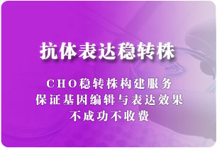 抗體表達(dá)穩(wěn)轉(zhuǎn)株（CHO細(xì)胞）