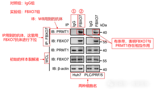 Co-IP文獻(xiàn)解讀-輝駿生物.png