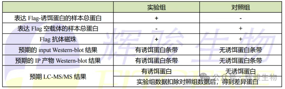 誘餌蛋白帶標(biāo)簽，用標(biāo)簽抗體磁珠做IP-輝駿生物.png