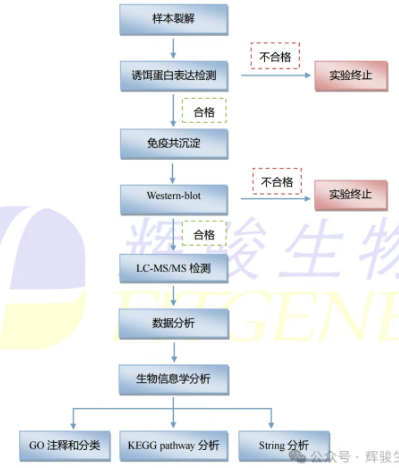 輝駿生物IP-MS實(shí)驗(yàn)檢測流程圖.png
