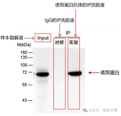 輝駿生物IP-WB實(shí)驗(yàn)結(jié)果圖.png