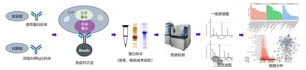 IP-MS蛋白互作組學(xué)技術(shù)原理-輝駿生物10年專注IP-MS實(shí)驗(yàn)/服務(wù)到投稿.png