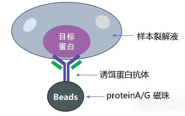IP實(shí)驗(yàn)原理圖-輝駿生物專業(yè)提供IP實(shí)驗(yàn)-眾多客戶案例.png