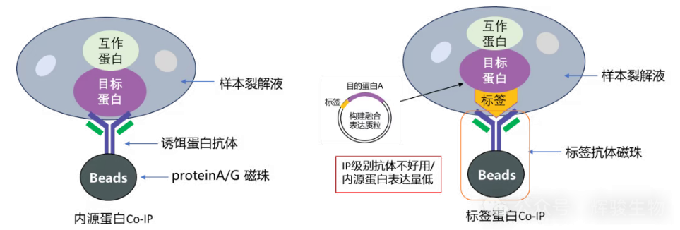 Co-IP實(shí)驗(yàn)原理圖-輝駿生物coip服務(wù)外包.png