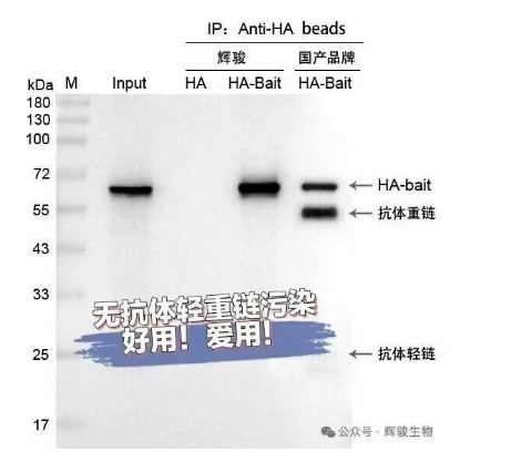 磁珠輝駿生物納米抗體無(wú)抗體輕重鏈的IP結(jié)果示意圖.png
