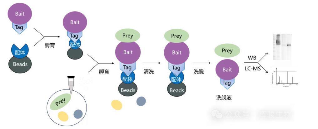 pull-down實(shí)驗(yàn)流程圖-輝駿生物pulldown實(shí)驗(yàn)服務(wù)價(jià)格低.png