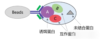 Co-IP實(shí)驗(yàn)原理圖-輝駿生物coip實(shí)驗(yàn)外包價(jià)格低.png Co-IP實(shí)驗(yàn)原理圖-輝駿生物coip實(shí)驗(yàn)外包價(jià)格低.png