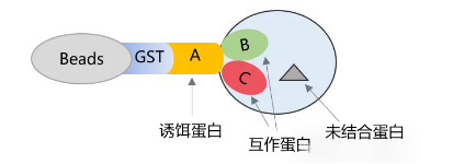 pull-down實(shí)驗(yàn)原理圖-輝駿生物pulldown實(shí)驗(yàn)外包.png pull-down實(shí)驗(yàn)原理圖-輝駿生物pulldown實(shí)驗(yàn)外包.png