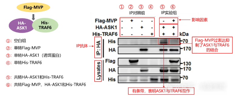 IP實(shí)驗(yàn)解析-輝駿生物IP實(shí)驗(yàn)價(jià)格低.png IP實(shí)驗(yàn)解析-輝駿生物IP實(shí)驗(yàn)價(jià)格低.png