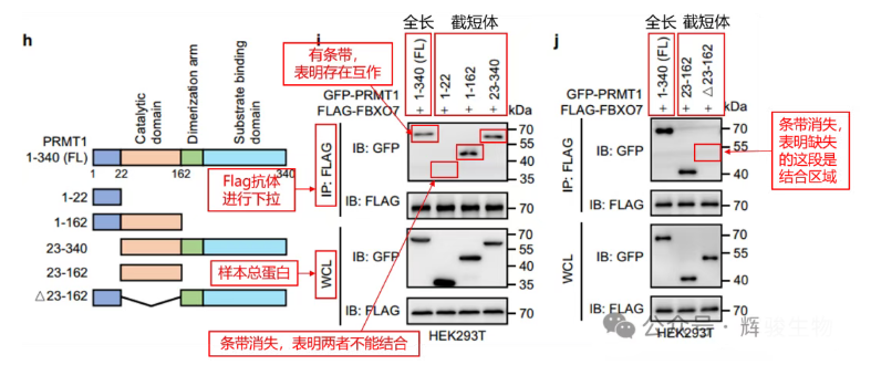 Co-IP體內(nèi)驗(yàn)證蛋白結(jié)合的結(jié)構(gòu)域文獻(xiàn)解析-輝駿生物.png Co-IP體內(nèi)驗(yàn)證蛋白結(jié)合的結(jié)構(gòu)域文獻(xiàn)解析-輝駿生物.png