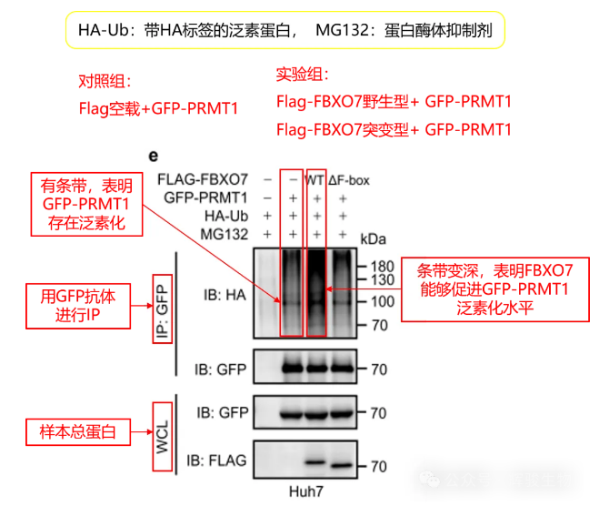 輝駿生物驗(yàn)證蛋白泛素化修飾水平文獻(xiàn)解析.png 輝駿生物驗(yàn)證蛋白泛素化修飾水平文獻(xiàn)解析.png