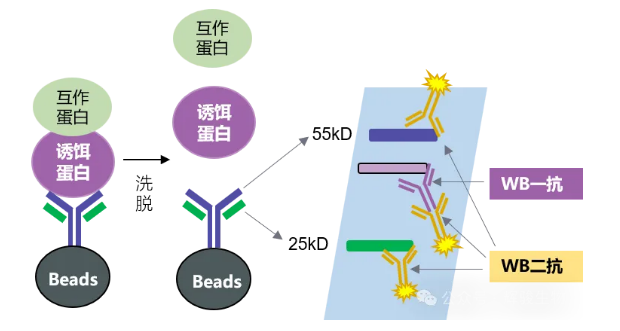 IP抗體輕重鏈?zhǔn)疽鈭D-輝駿生物無(wú)輕重鏈污染納米抗體磁珠.png IP抗體輕重鏈?zhǔn)疽鈭D-輝駿生物無(wú)輕重鏈污染納米抗體磁珠.png
