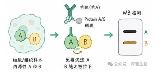 輝駿生物內(nèi)源定性Co-IP實(shí)驗(yàn)服務(wù).png 輝駿生物內(nèi)源定性Co-IP實(shí)驗(yàn)服務(wù).png