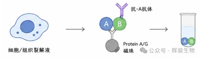 輝駿生物內(nèi)源定性Co-IP外包服務(wù)商-價(jià)格低周期短.png 輝駿生物內(nèi)源定性Co-IP外包服務(wù)商-價(jià)格低周期短.png