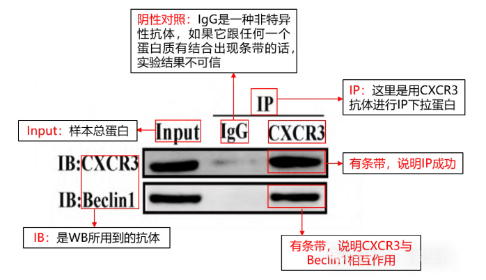輝駿生物外源定性Co-IP客戶文獻(xiàn)解析-CoIP實(shí)驗(yàn)外包怎么選.png 輝駿生物外源定性Co-IP客戶文獻(xiàn)解析-CoIP實(shí)驗(yàn)外包怎么選.png