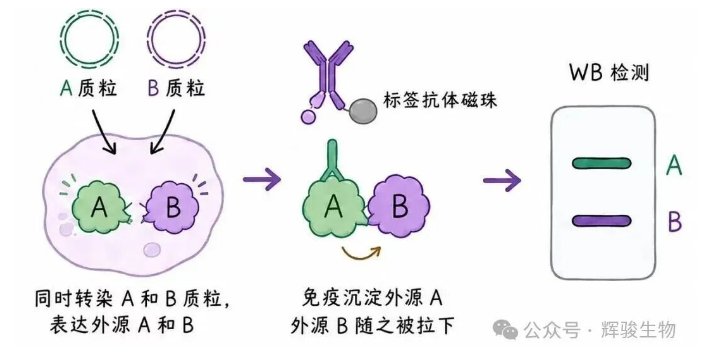 輝駿生物外源定性Co-IP服務(wù)-真實(shí)數(shù)據(jù)-一對(duì)一技術(shù)支持.png 輝駿生物外源定性Co-IP服務(wù)-真實(shí)數(shù)據(jù)-一對(duì)一技術(shù)支持.png