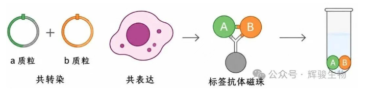 輝駿生物外源定性CoIP操作要點(diǎn).png 輝駿生物外源定性CoIP操作要點(diǎn).png