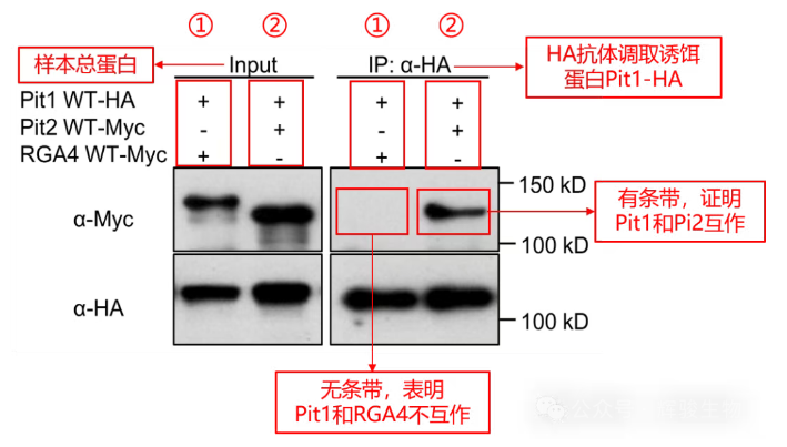 輝駿生物外源定性Co-IP文獻(xiàn)應(yīng)用案例解析.png 輝駿生物外源定性Co-IP文獻(xiàn)應(yīng)用案例解析.png