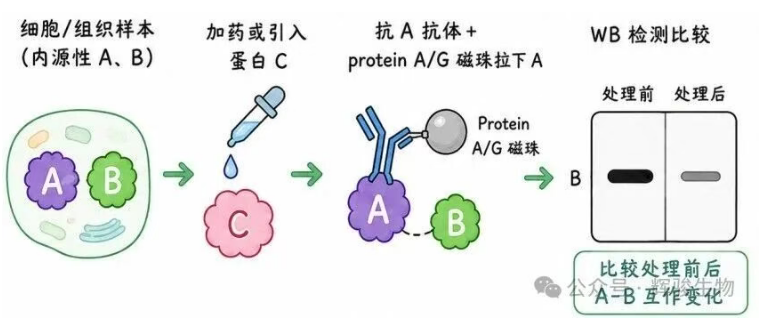 輝駿生物內(nèi)源定量Co-IP價(jià)格低-自有質(zhì)譜平臺(tái).png 輝駿生物內(nèi)源定量Co-IP價(jià)格低-自有質(zhì)譜平臺(tái).png
