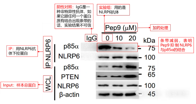 內(nèi)源定量Co-IP就選輝駿生物-自有質(zhì)譜平臺(tái)-多客戶文章.png 內(nèi)源定量Co-IP就選輝駿生物-自有質(zhì)譜平臺(tái)-多客戶文章.png