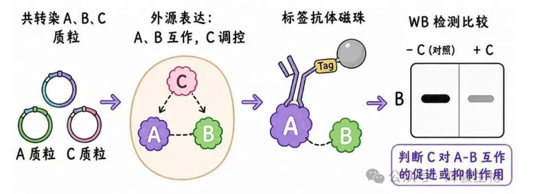 外源定量Co-IP怎么選性價(jià)比高的公司-輝駿生物專業(yè)外源CoIP實(shí)驗(yàn)服務(wù)商.png 外源定量Co-IP怎么選性價(jià)比高的公司-輝駿生物專業(yè)外源CoIP實(shí)驗(yàn)服務(wù)商.png