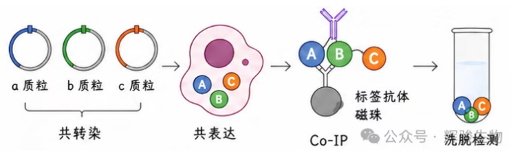外源定量Co-IP-輝駿生物CoIP要點(diǎn)解讀.png 外源定量Co-IP-輝駿生物CoIP要點(diǎn)解讀.png