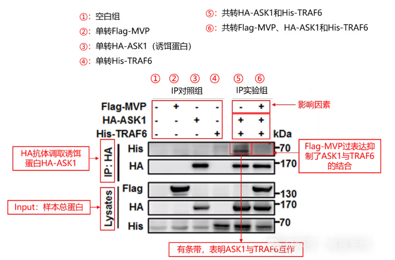 輝駿生物外源定量Co-IP客戶文獻(xiàn)解析.png 輝駿生物外源定量Co-IP客戶文獻(xiàn)解析.png